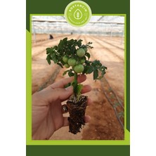 Serada Decor Plant Bodur Cherry Domates Fidesi 6 Adet Özel Köpük Kutuda
