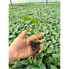 Serada Decor Plant Çarliston Biber Fidesi (Kokteyl) F1 5 Adet Bol Verimli