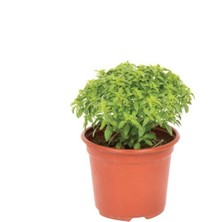 Serada Decor Plant Fesleğen Fidesi Saksıda