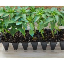 Serada Decor Plant Biber Fidesi 10 Adet Fide Karışık Dolmalık-Çarliston-Kırmızı-Kıl-Süs Biber Fidesi Biber 10'lu Paket