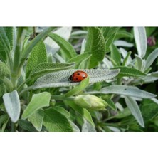 Bitkim Sende Serada Decor Plant Adaçayı Fidanı Fidesi Tüplü 15-25 cm (1 Adet)