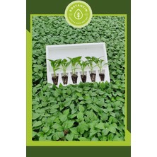 Serada Decor Plant Tatlı Sivri Biber Fidesi (6'lı Ambalaj) Özel Köpük Kutuda