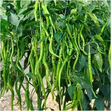 Serada Decor Plant Bol Verimli Turşuluk Acı Sivri Kıl Biber Fidesi (5 Adet) Bol Verimli