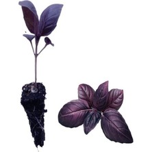 Serada Decor Plant 3 Adet Geniş Yapraklı Mor Reyhan Fidesi (5-10 Cm) (Tohum Değildir Fidedir)