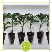 Serada Decor Plant Salkım Domates Fidesi (6'lı Ambalaj) Özel Köpük Kutuda