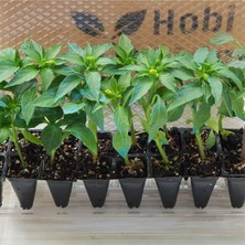 Serada Decor Plant Tatlı Kıl Biber Fidesi F1 6 Adet Bol Verimli