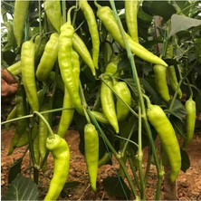 Serada Decor Plant Çarliston Biber Fidesi 6 Adet Çarliston Biber Çitili Fidesi Bol Verimli