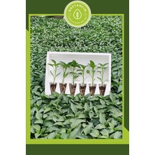 Serada Decor Plant Samandağ Biber Fidesi (6'lı Ambalaj) Bol Verimli