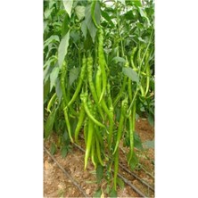 Serada Decor Plant Tatlı Sivri Biber Fidesi 30 Adet Bol Verimli