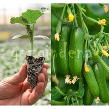 Serada Decor Plant Badem F1 Badem Salatalık Fidesi 8 Adet