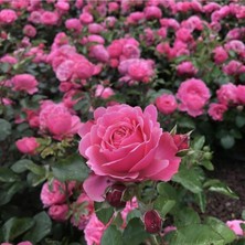 Serada Decor Plant Saksılı Kokulu Pembe Gül Fidanı