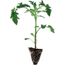 Serada Decor Plant 2 Adet Içi Kırmızı Inçe Kabuklu Tarla Domates Fidesi Tohum Değildir Fidedir)