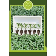 Serada Decor Plant Cherry Domates Fidesi (12'li Ambalaj) Özel Köpük Kutuda