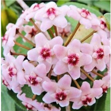 Serada Decor Plant Mum Çiçeği Fidesi 1AD