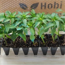 Serada Decor Plant Domates Fidesi ve Kıl Biber Fidesi Karışık Paket 5 Domates 5 Kıl Biber Toplam 10 Fide Çitil Ekonomik