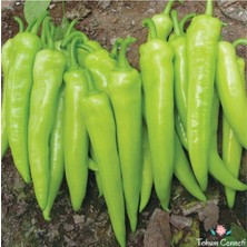 Serada Decor Plant Çarliston Biber Fidesi 20'li