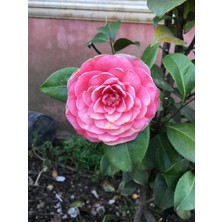 Ozozturk Kamelya Fidanı Pembe ( 120-150 ) cm Tüplü