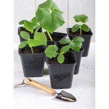 Serada Decor Plant 4 Adet Sırık (Askılık) Salatalık Fidesi (5-10 Cm) ( Tohum Değildir Fidedir)
