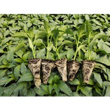 Serada Decor Plant Biber Fidesi 10 Adet