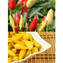 Serada Decor Plant Turşuluk Konik Cin Biber Fidesi 10 Adet Bol Verimli