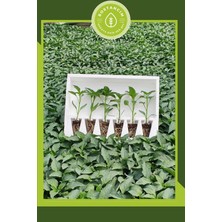 Serada Decor Plant Samandağ Biber Fidesi (6'lı Ambalaj) Özel Köpük Kutuda