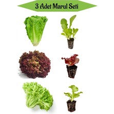 Bitkim Sende Düz Marul Fidanı+Kırmızı Kıvırcık Marul Fidanı +Yeşil Kıvırcık Marul Toplam 3 Adet Fide