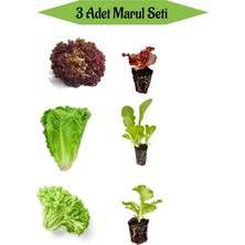 Serada Decor Plant Kırmızı Kıvırcık Marul Fidanı+Düz Marul Fidanı +Yeşil Kıvırcık Marul Toplam 3 Adet Fide