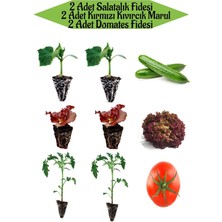 Serada Decor Plant 2 Adet Salatalık Fidesi+2 Adet Domates Fidesi+2 Adet Kırmızı Kıvırcık Marul Fidesi