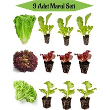 Serada Decor Plant 3 Adet Düz Marul Fidesi+ 3 Adet Kırmızı Kıvırcık Marul Fidesi+3 Adet Kıvırcık Marul Fidesi