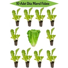 Serada Decor Plant 10 Adet Yeşil Düz Marul Fidanı Bahçe Balkon Mutfak Seti