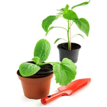 Serada Decor Plant 1 Adet Kabak Fidesi+1 Adet Tatlı Biber Fidesi Bahçe Balkon Seti