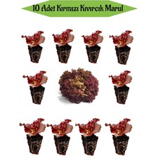 Serada Decor Plant 10 Adet Kırmızı Kıvırcık Marul Fidanı Bahçe Balkon Mutfak Seti