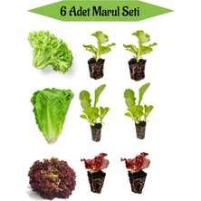 Serada Decor Plant 2 Adet Kıvırcık Marul Fidesi+ 2 Adet Düz Marul Fidesi+2 Adet Kırmızı Kıvırcık Marul Fidesi