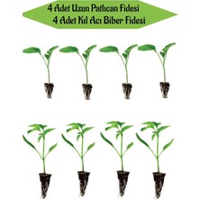 Serada Decor Plant Fide Seti 4 Adet Uzun Patlıcan Fidanı+ 4 Adet Yeşil Kıl Acı Biber Fidanı