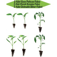 Serada Decor Plant 2 Adet Uzun Patlıcan Fidanı+2 Adet Sarı Dolmalık Biber+2 Adet Oturak Domates Fidanı