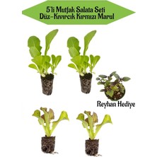 Serada Decor Plant Marul Fidanı Seti 2 Adet Düz Marul 2 Adet Kırmızı Kıvırcık Marul Reyhan Hediyeli