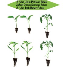 Serada Decor Plant 2 Adet Uzun Patlıcan Fidanı+2 Adet Sarı Tatlı Biber+2 Adet Oturak Domates Fidanı