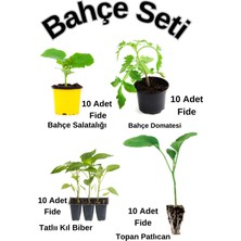 Serada Decor Plant Bahçe Seti 10 Adet Salatalık+ 10 Adet Salkım Domates+10 Adet Acı Kıl Biber Fidesi
