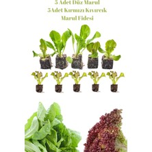 Serada Decor Plant Marul Seti 5 Adet Düz Marul+ 5 Adet Kırmızı Kıvırcık Marul Fidesi