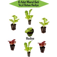 Serada Decor Plant 6 Adet Karışık Marul Fidesi Seti Yeşil Reyhan Hediyeli Balkon Mutfak Seti