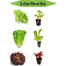 Serada Decor Plant Yeşil Kıvırcık Marul Fidanı+Düz Marul Fidanı +Kırmızı Kıvırcık Marul Toplam 3 Adet Fide