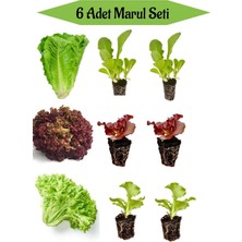 Serada Decor Plant 2 Adet Düz Marul Fidesi+ 2 Adet Kırmızı Kıvırcık Marul+2 Adet Yeşil Kıvırcık Marul Fidesi