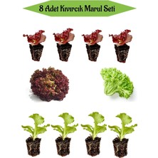Serada Decor Plant 4 Adet Kırmızı Kıvırcık Marul Fidanı+4 Adet Yeşil Kıvırcık Marul Mutfak Seti