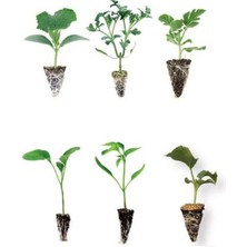 Serada Decor Plant Sebze Fidesi Seti Karışık 20 Adetli (Salatalık-Domates-Karpuz-Patlıcan-Biber-Kabak)