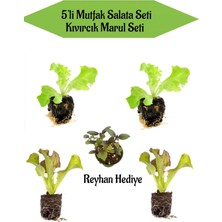 Serada Decor Plant Kıvırcık Marul Seti 2ADET Yeşil KIVIRCIK+2ADET Kırmzı Kıvırcık Marul Fidanı Reyhan Hediyeli