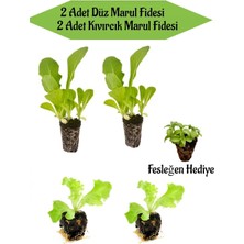 Serada Decor Plant Salata Seti 2 Adet Düz Marul Fidanı+ 2 Adet Kıvırcık Marul Fidanı Fesleğen Hediyeli