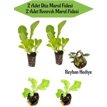 Serada Decor Plant Salata Seti 2 Adet Düz Marul Fidanı+ 2 Adet Kıvırcık Marul Fidanı Reyhan Hediyeli