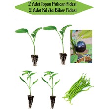 Serada Decor Plant Fide Seti 2 Adet Topan Patlıcan Fidanı+ 2 Adet Yeşil Kıl Acı Biber Fidanı