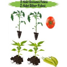 Serada Decor Plant Fide Seti 2 Adet Oturak Yerli Domatesfidanı+ 2 Adet Çarliston Sarı Biber Fidanı