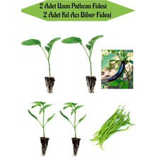 Serada Decor Plant Fide Seti 2 Adet Uzun Patlıcan Fidanı+ 2 Adet Yeşil Kıl Acı Biber Fidanı